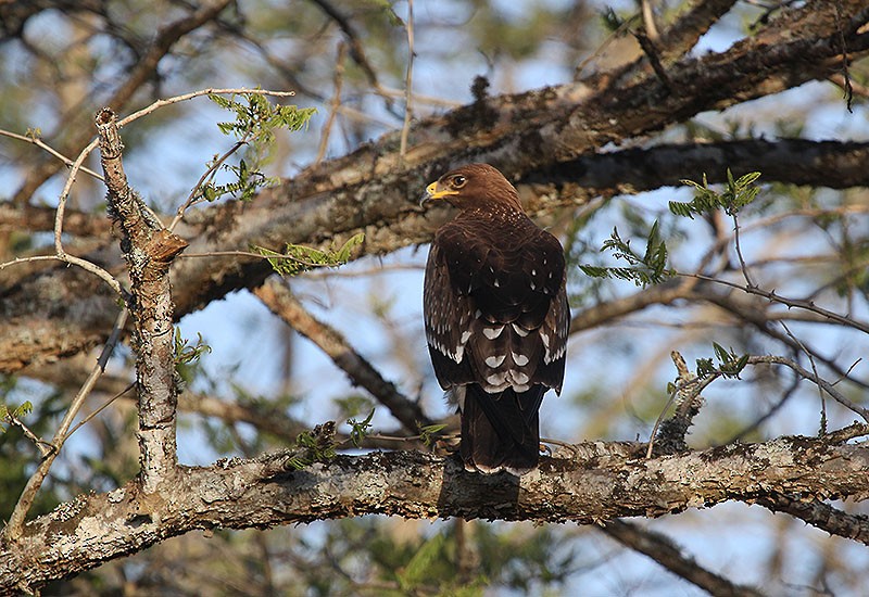 Küçük Orman Kartalı - ML647695952