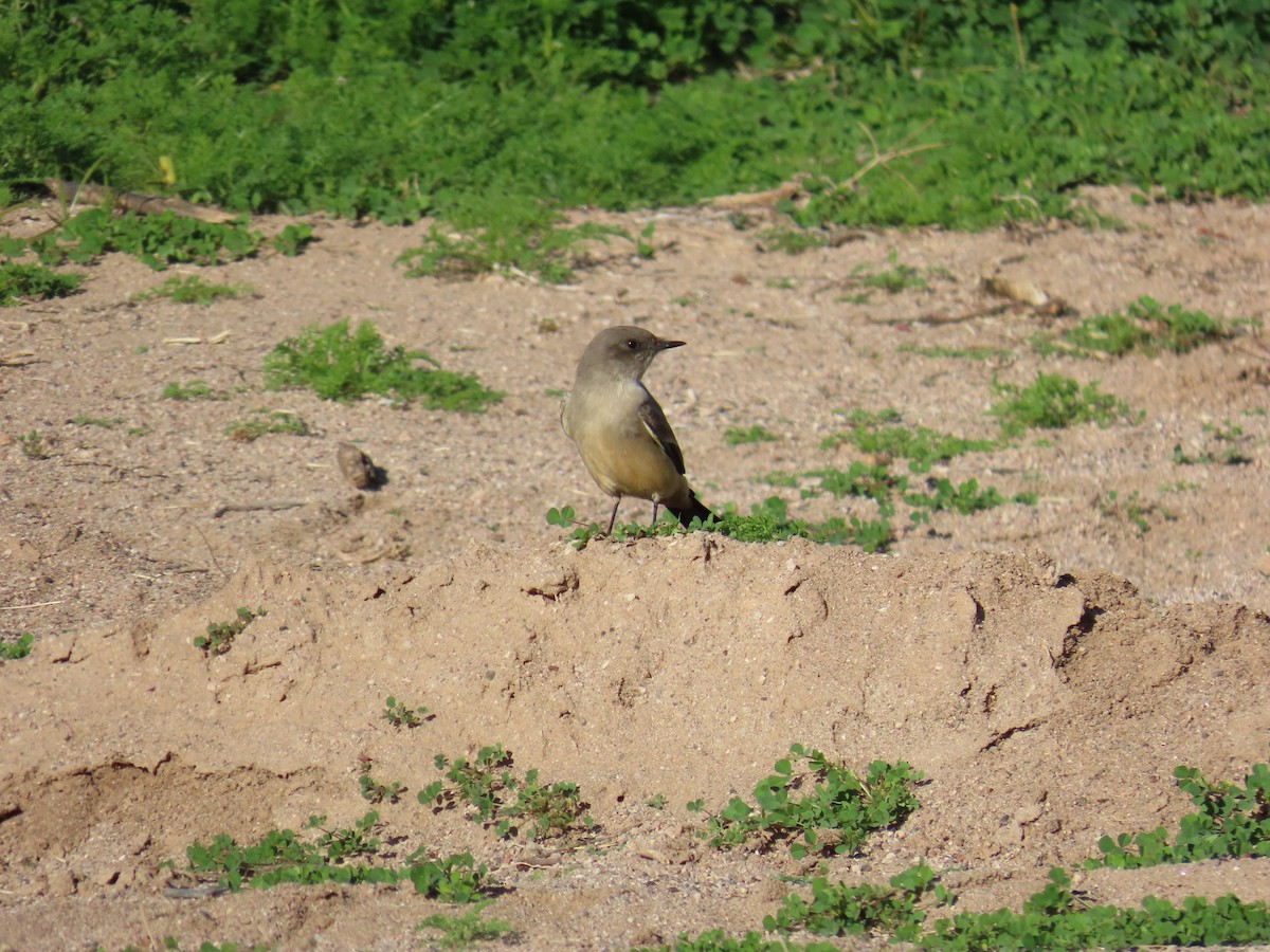 Say Fibisi - ML647695953