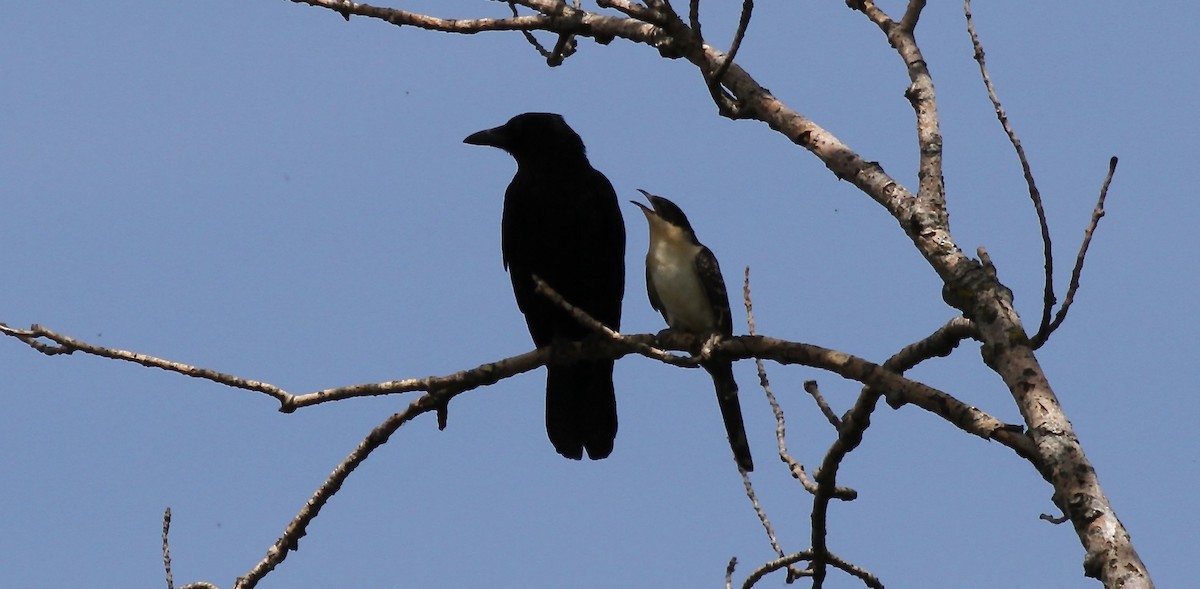 Tepeli Guguk - ML647695954