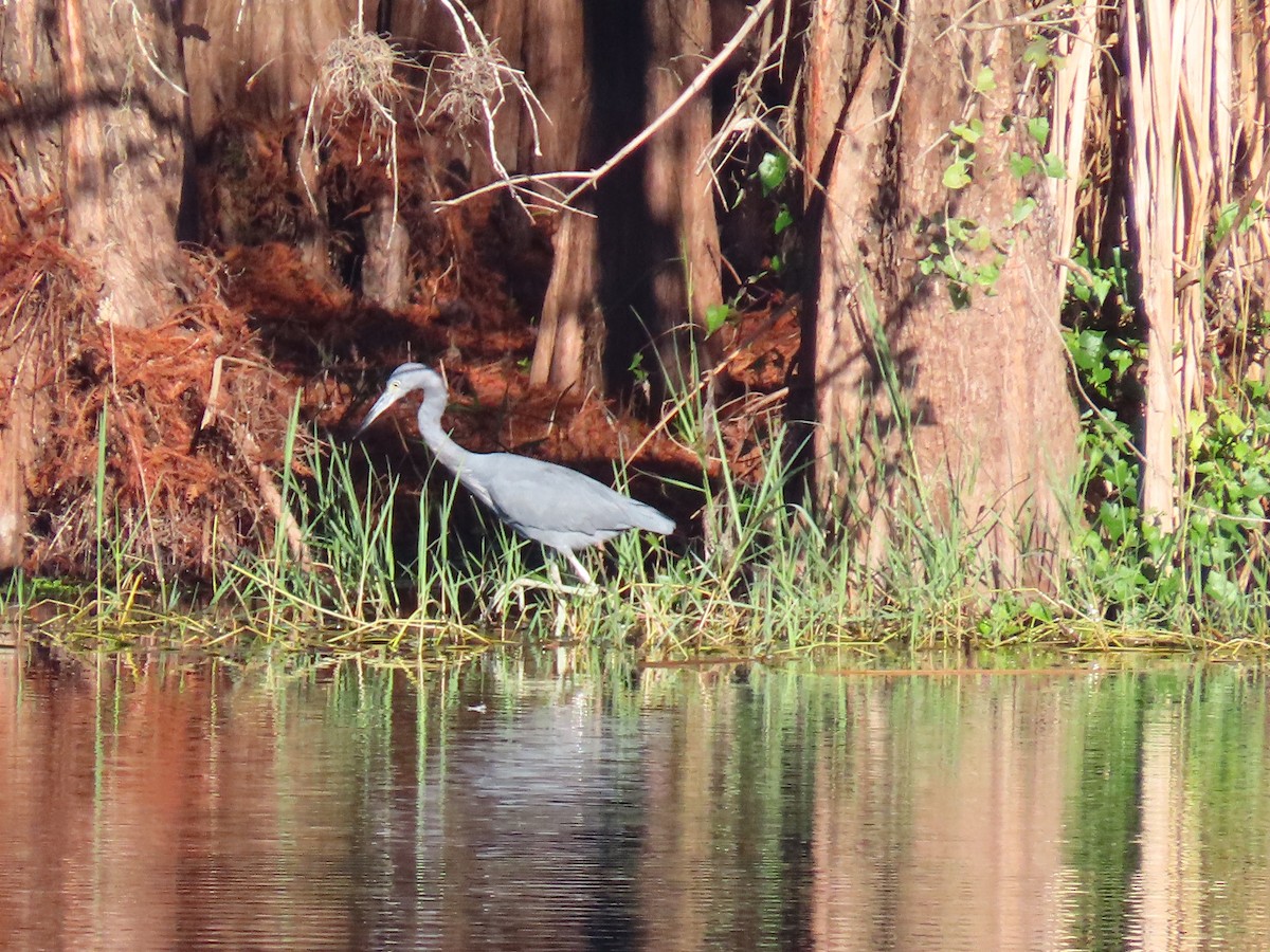 Mavi Balıkçıl - ML647695956