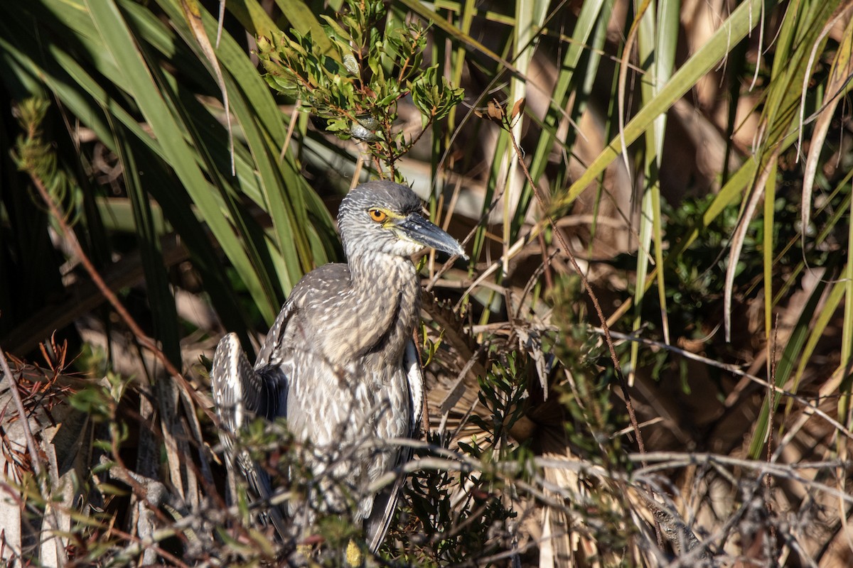 Sarı Tepeli Gece Balıkçılı - ML647695957