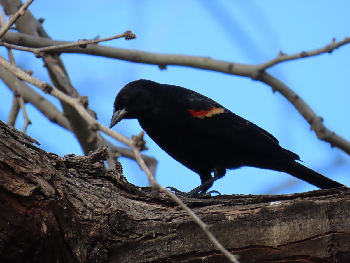 Al Kanatlı Karatavuk - ML647695959