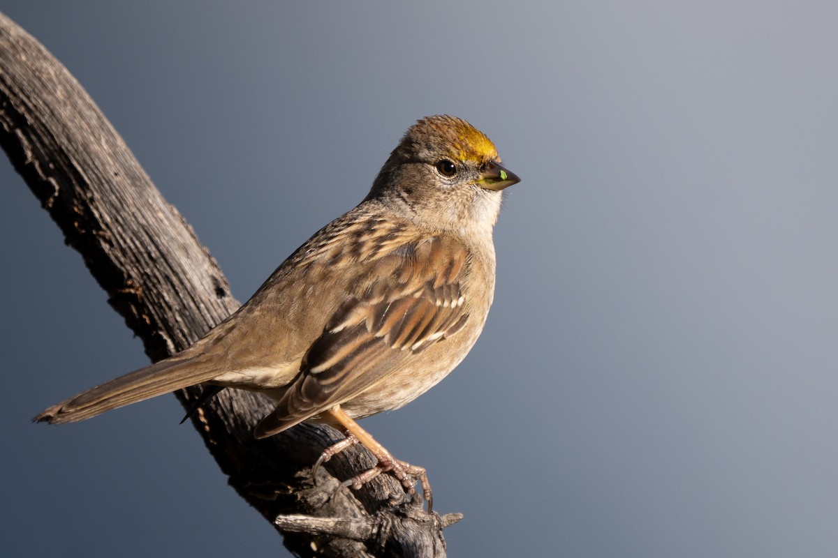 Sarı Tepeli Serçe - ML647695960