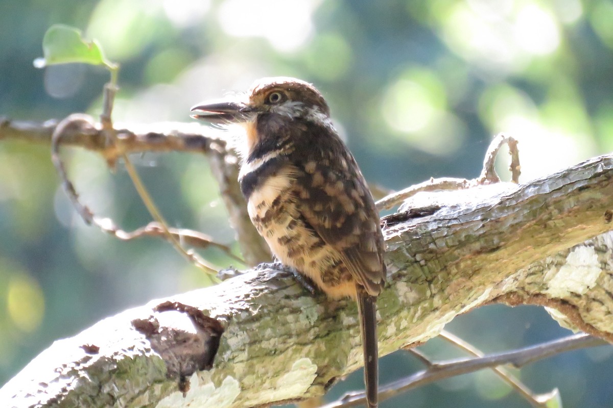 Two-banded Puffbird - ML647695961