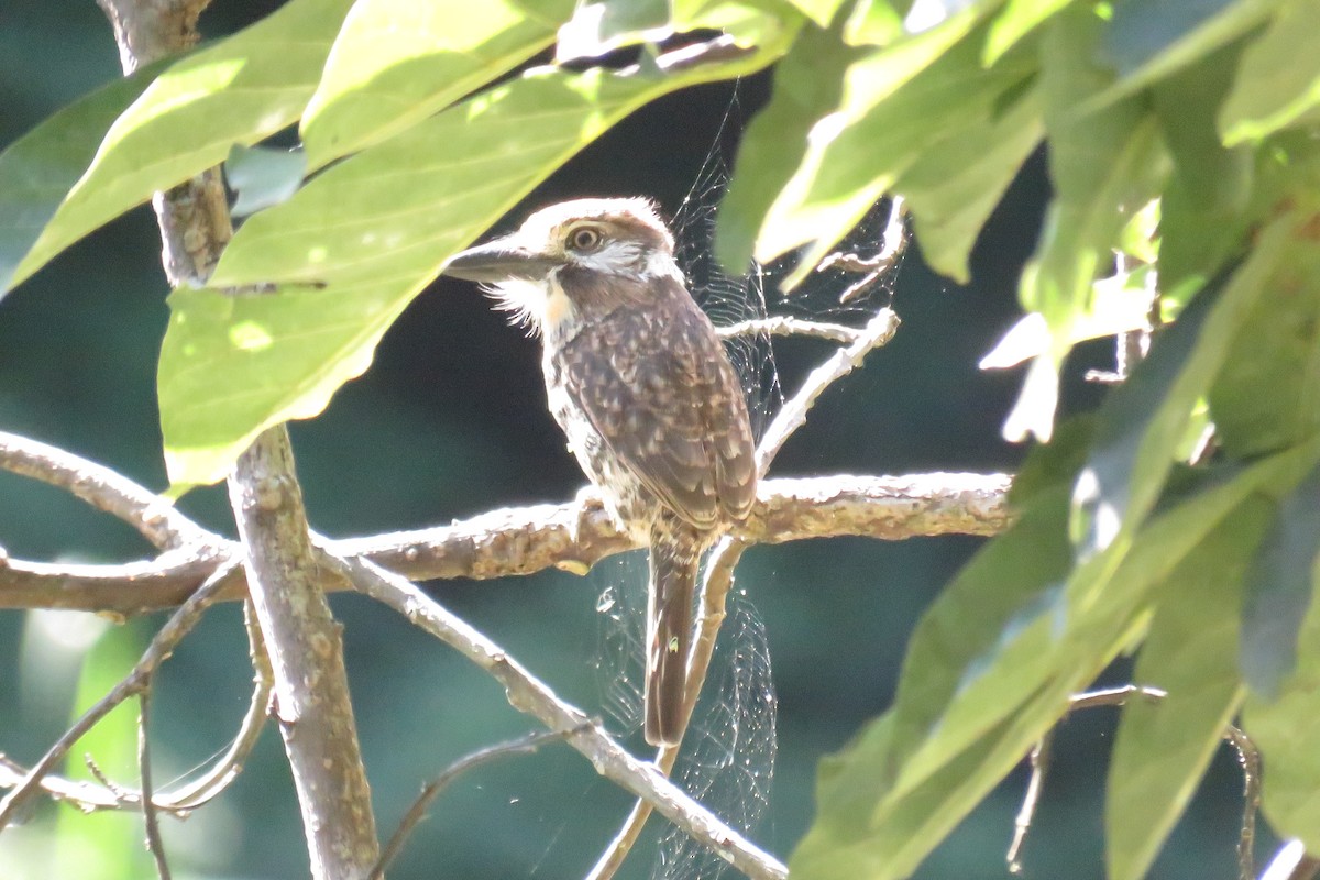 Two-banded Puffbird - ML647695962