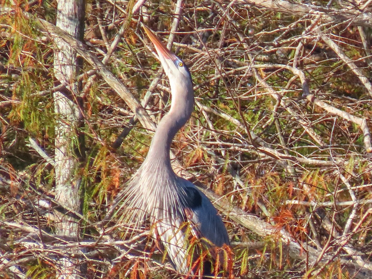 Amerika Gri Balıkçılı - ML647695963