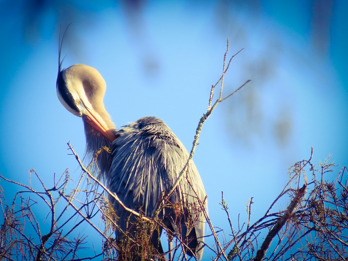 Amerika Gri Balıkçılı - ML647695964