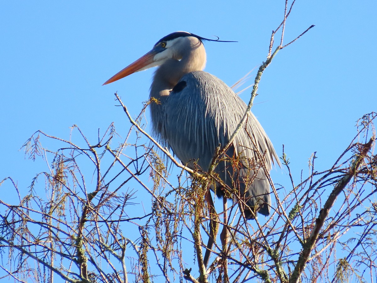 Amerika Gri Balıkçılı - ML647695965