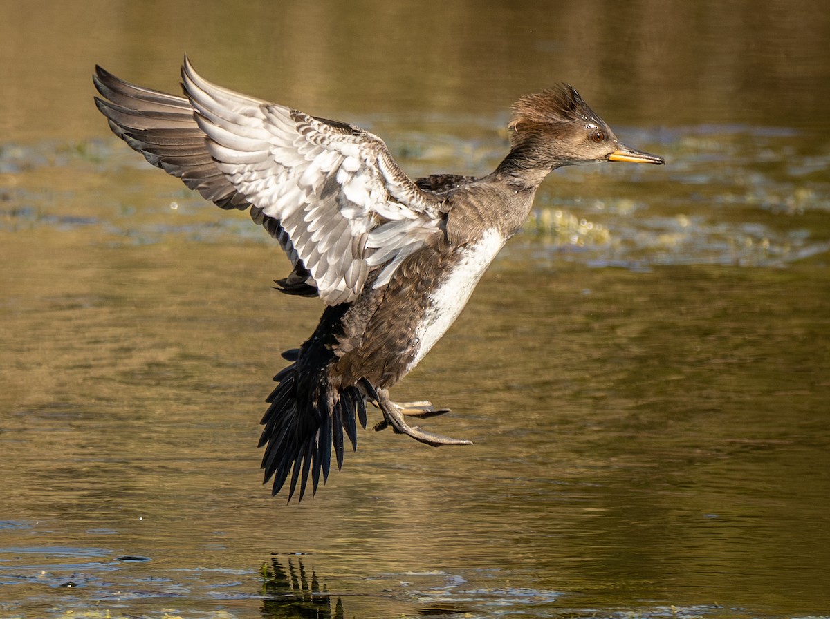 Başlıklı Tarakdiş - ML647695966