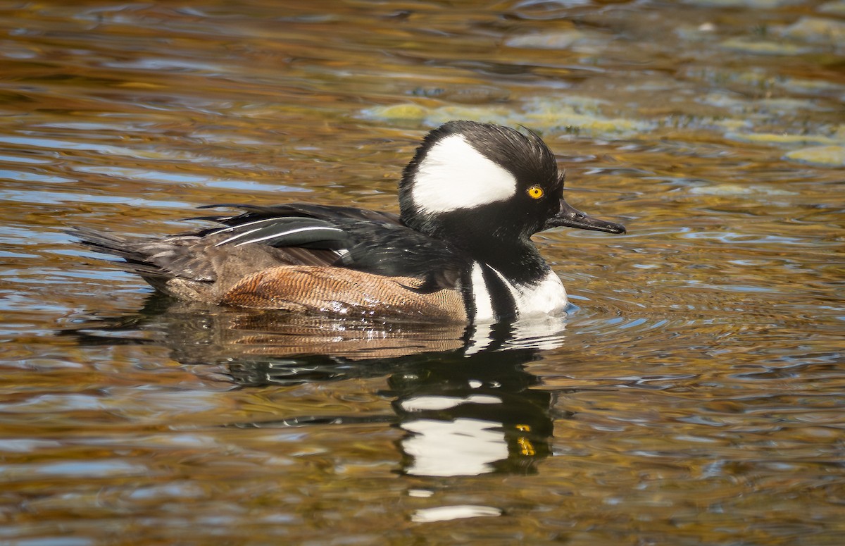 Başlıklı Tarakdiş - ML647695967