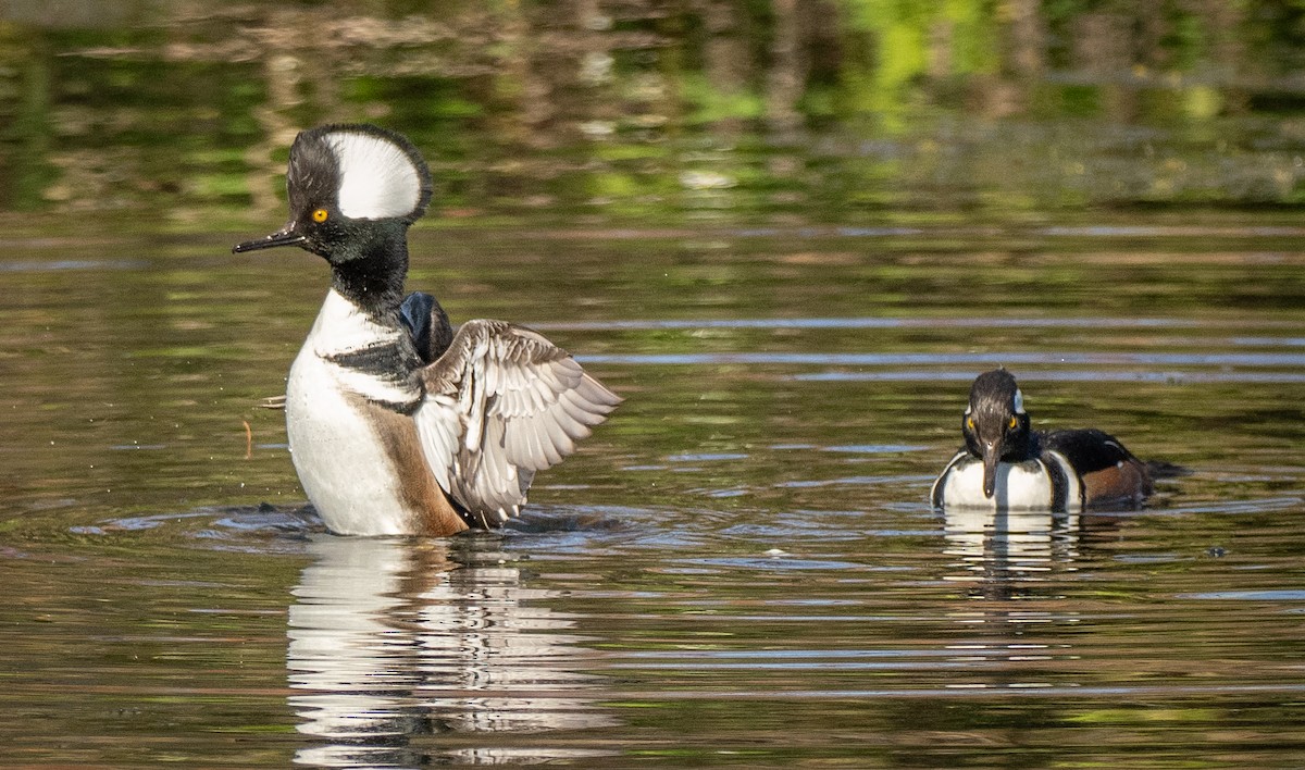 Başlıklı Tarakdiş - ML647695968