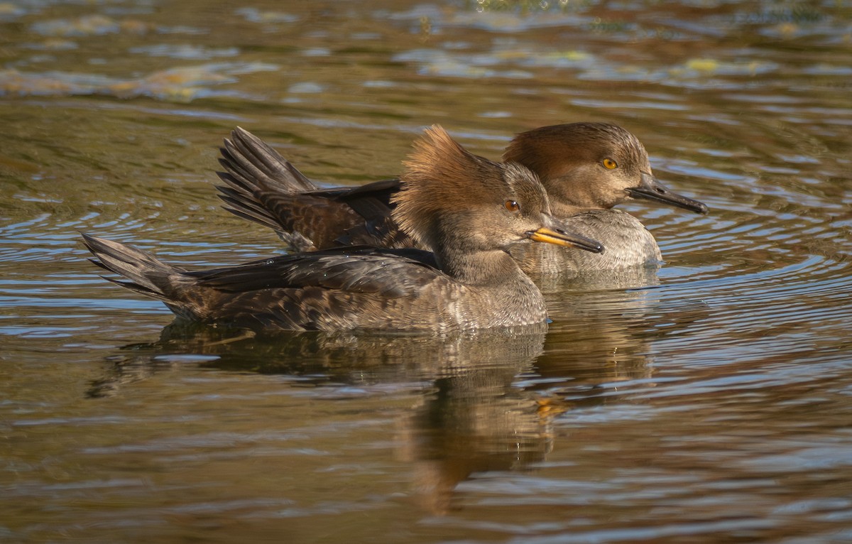 Başlıklı Tarakdiş - ML647695969
