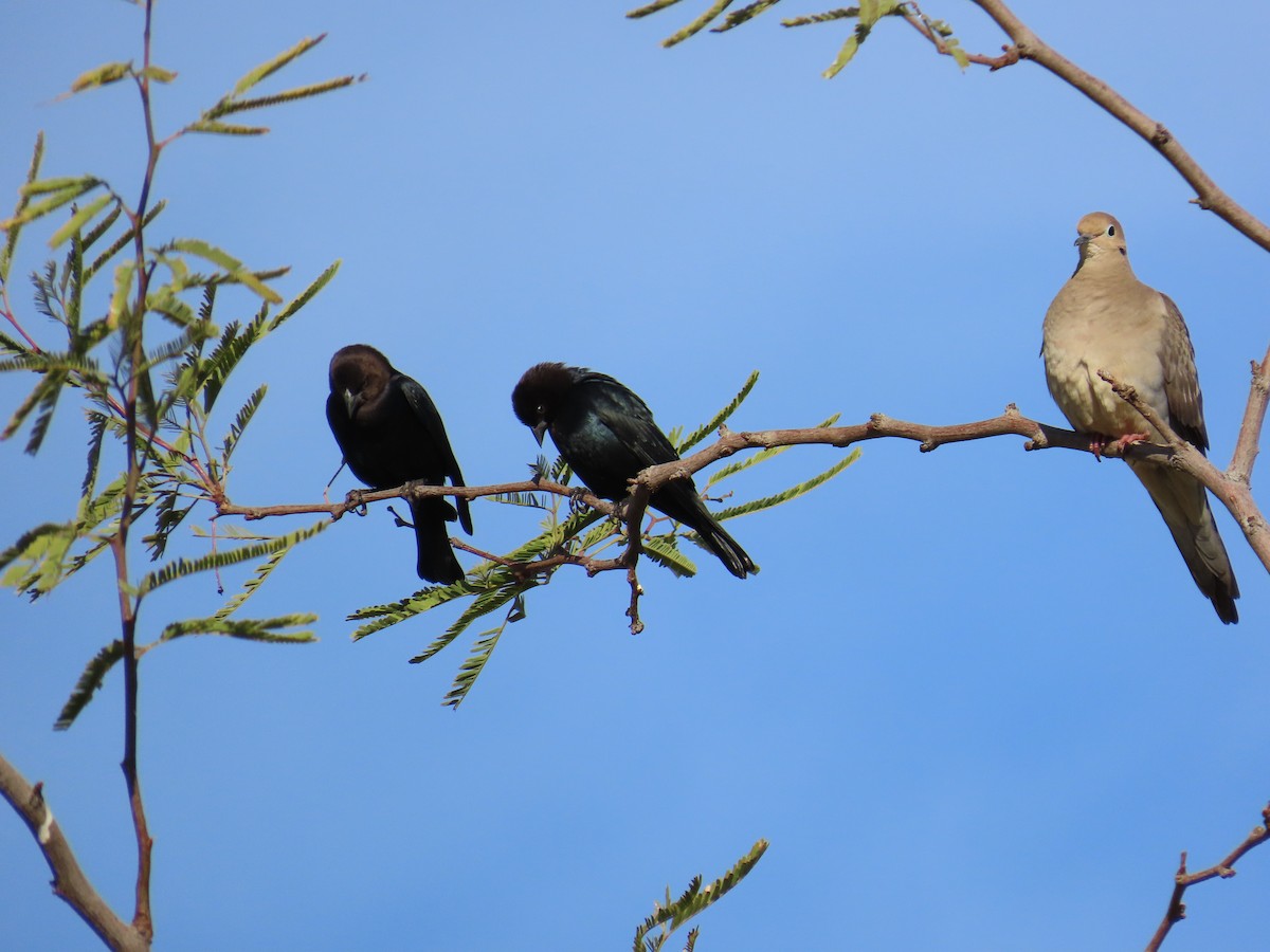 Boz Başlı İnekkuşu - ML647695970