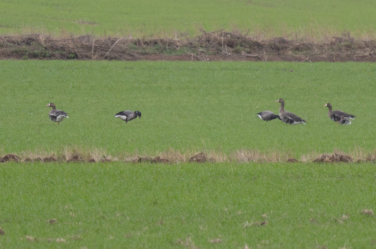 Sakarca - ML647695971