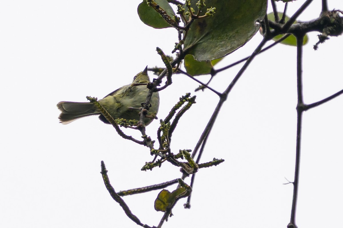 Sarı Yüzlü Tiranület - ML647695973