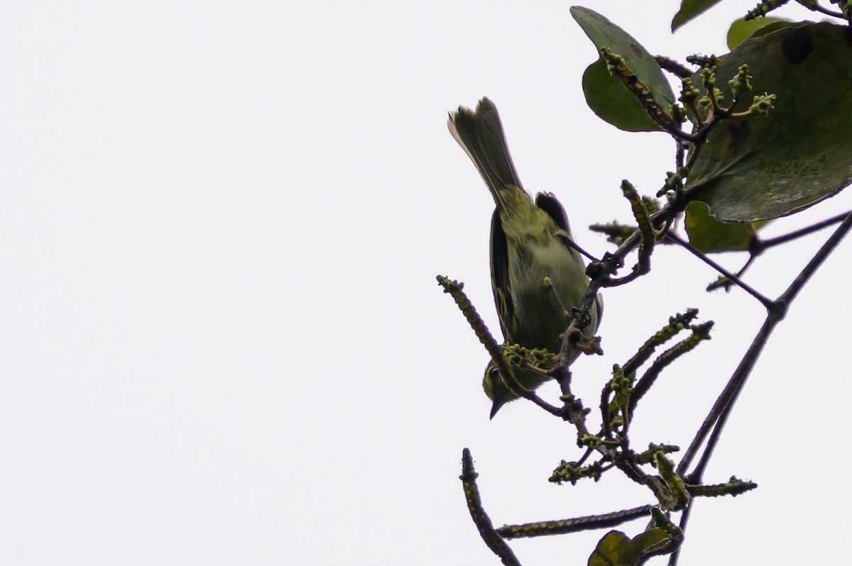 Sarı Yüzlü Tiranület - ML647695974