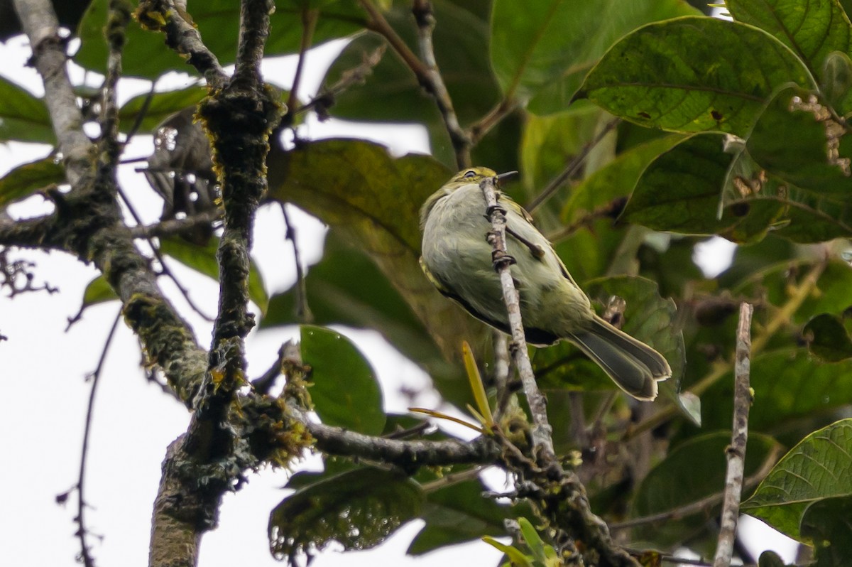 Sarı Yüzlü Tiranület - ML647695975