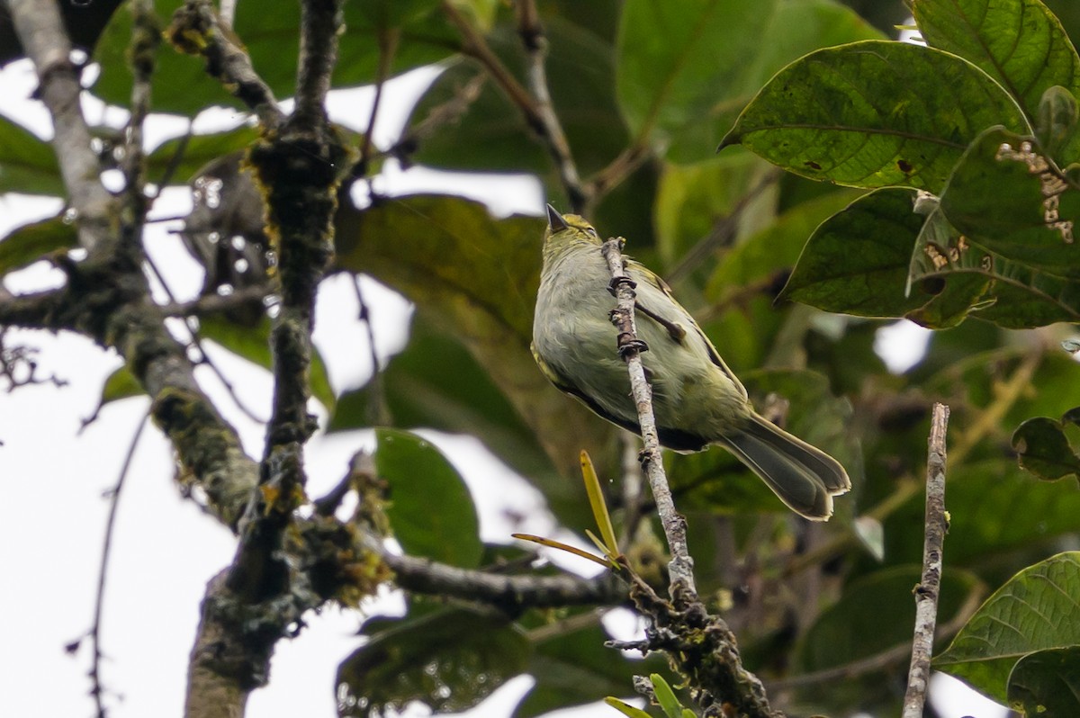 Sarı Yüzlü Tiranület - ML647695976