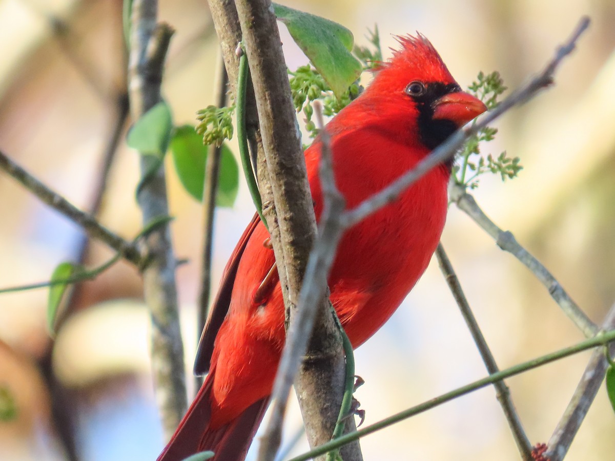 Cardinal rouge - ML647696028