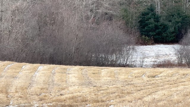 Northern Harrier - ML647696031
