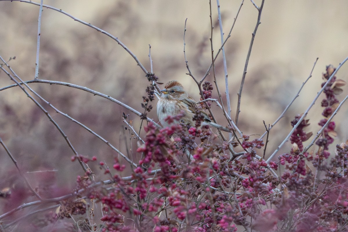 ムナフヒメドリ - ML647696052