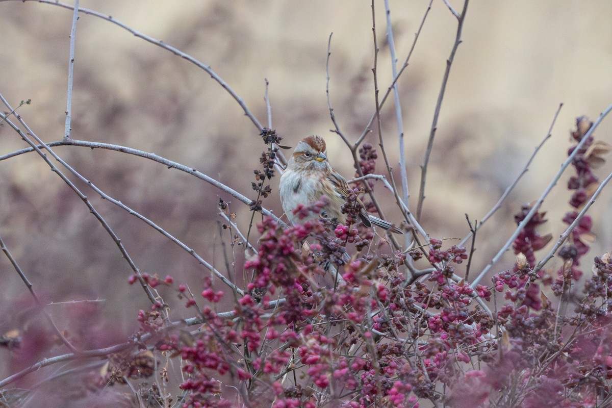 ムナフヒメドリ - ML647696053