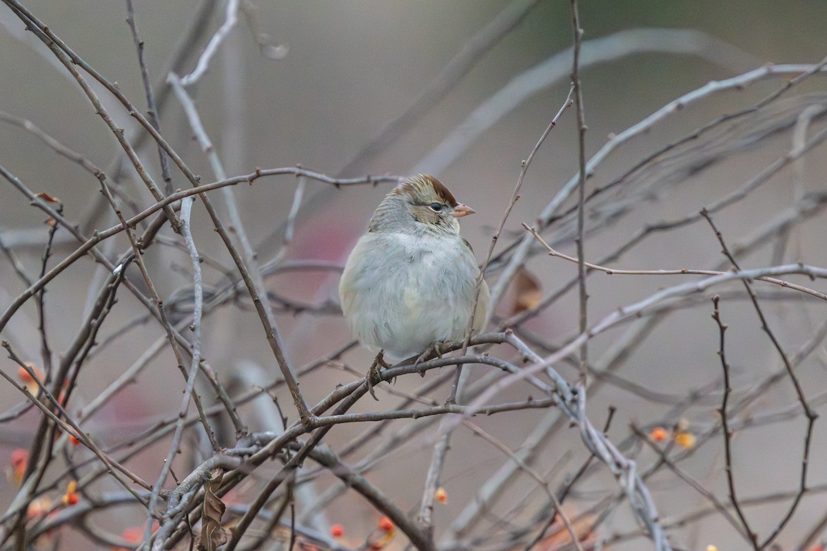 ミヤマシトド - ML647696062