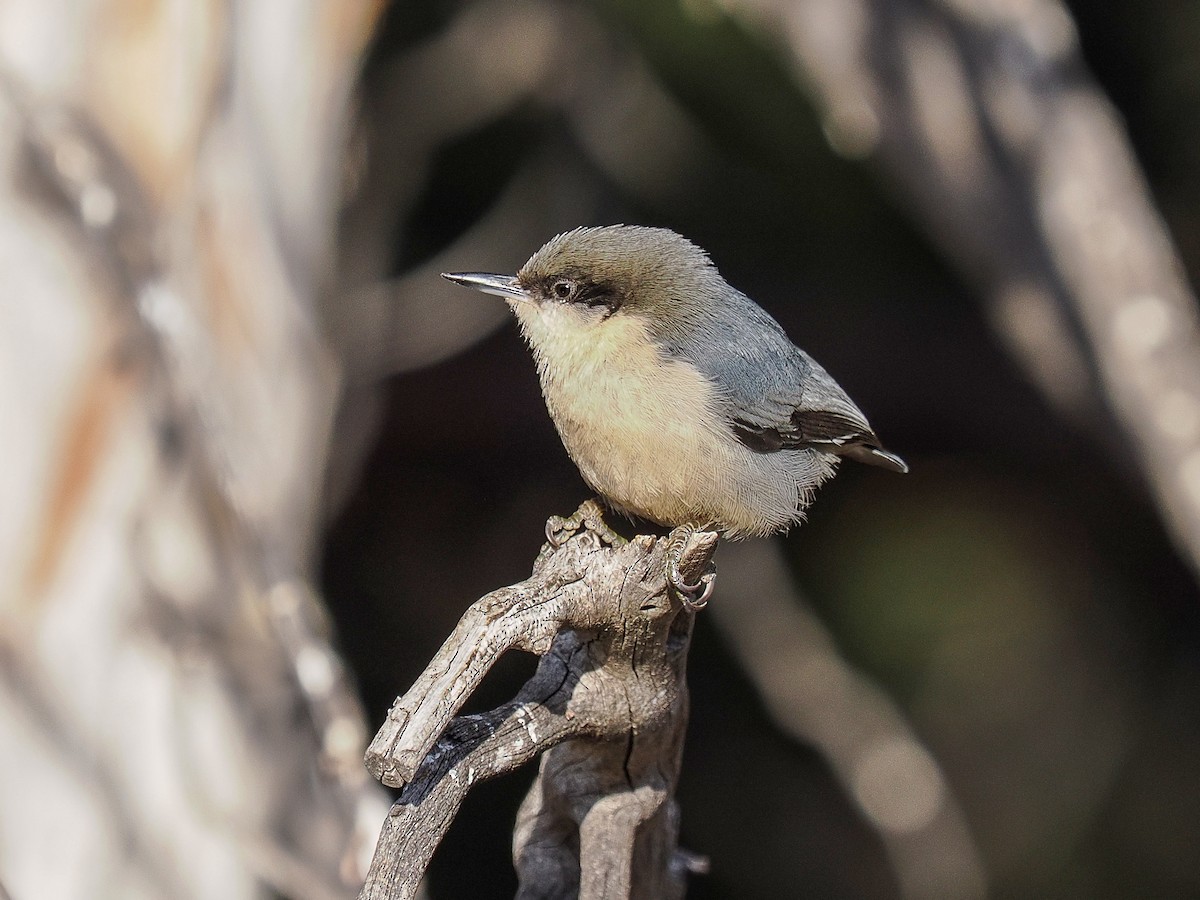 Pygmy Nuthatch - ML647696064