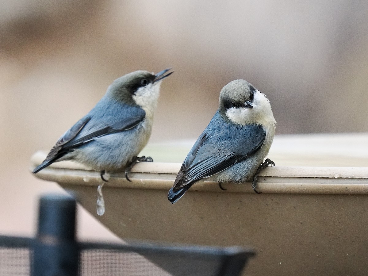 Pygmy Nuthatch - ML647696066