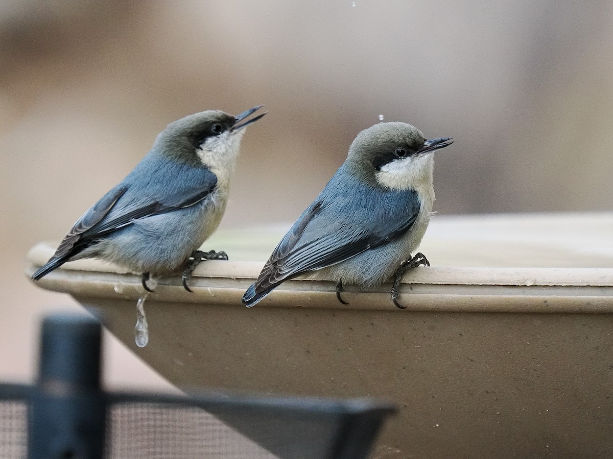 Pygmy Nuthatch - ML647696067