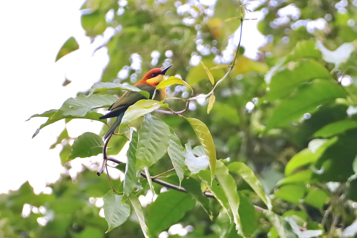 Chestnut-headed Bee-eater - ML647696073