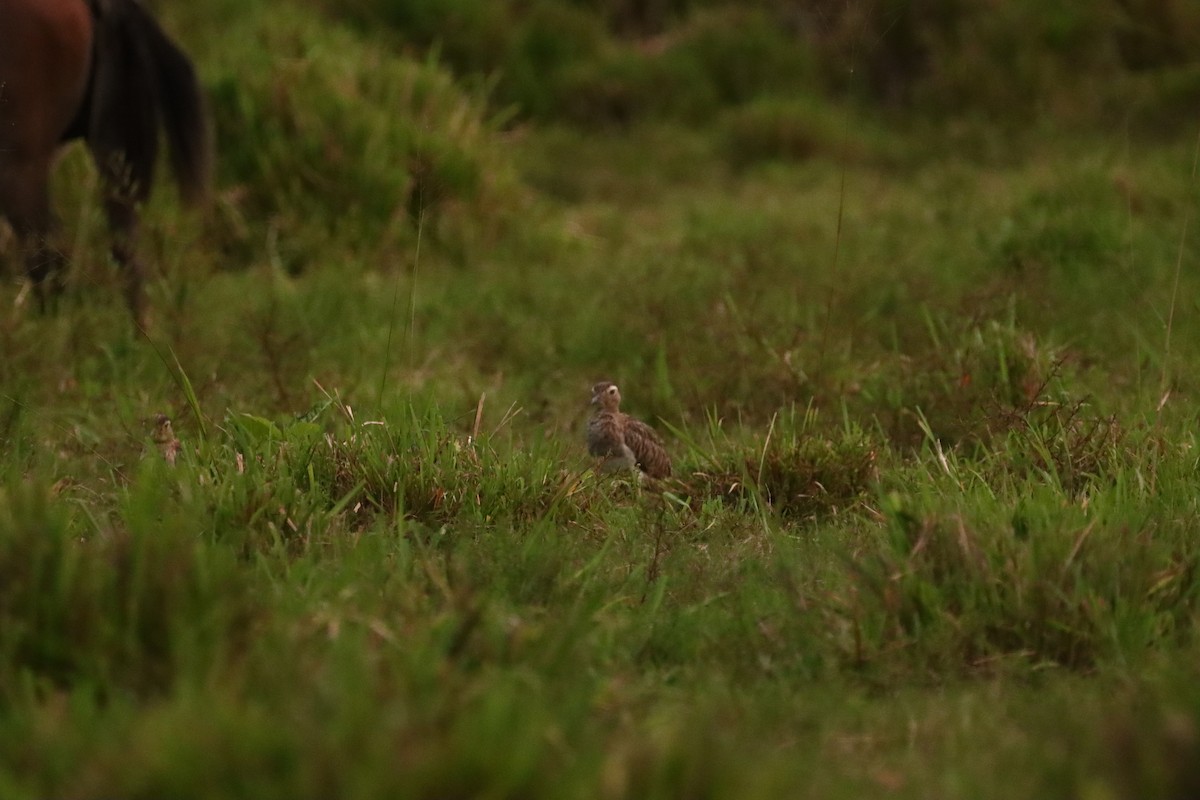 Double-striped Thick-knee - ML647696074