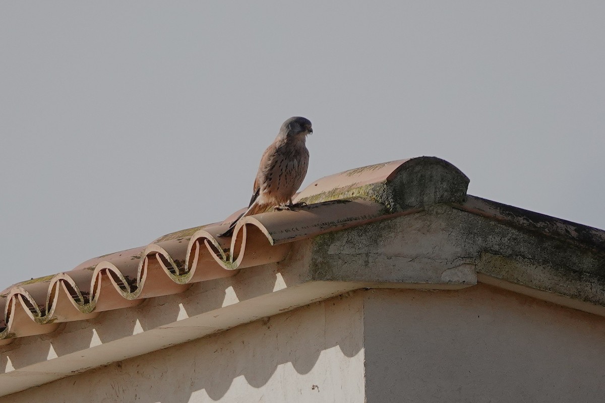 Eurasian Kestrel - ML647696075