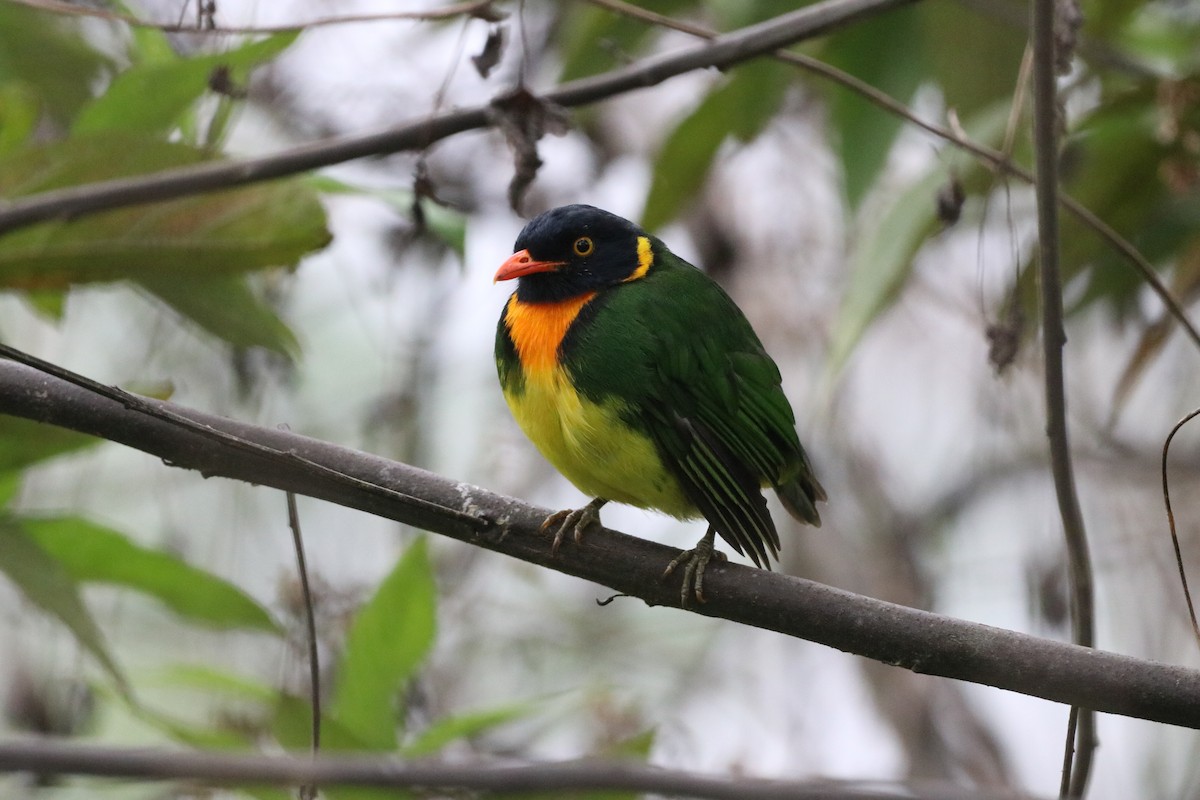 Orange-breasted Fruiteater - ML647696076
