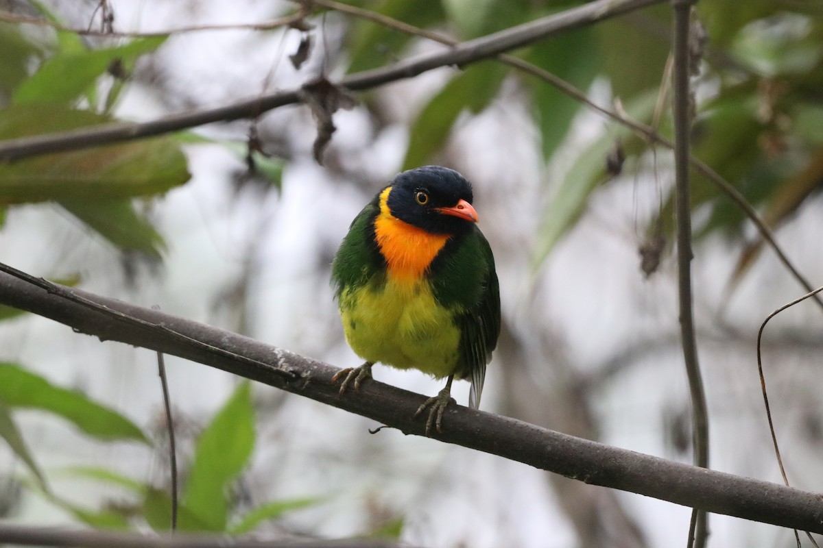 Orange-breasted Fruiteater - ML647696077