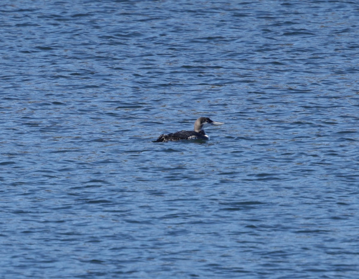 Common Loon - ML647696078