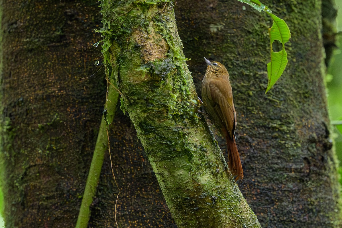 Wedge-billed Woodcreeper - ML647696079