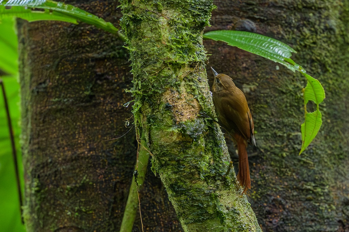 Wedge-billed Woodcreeper - ML647696080