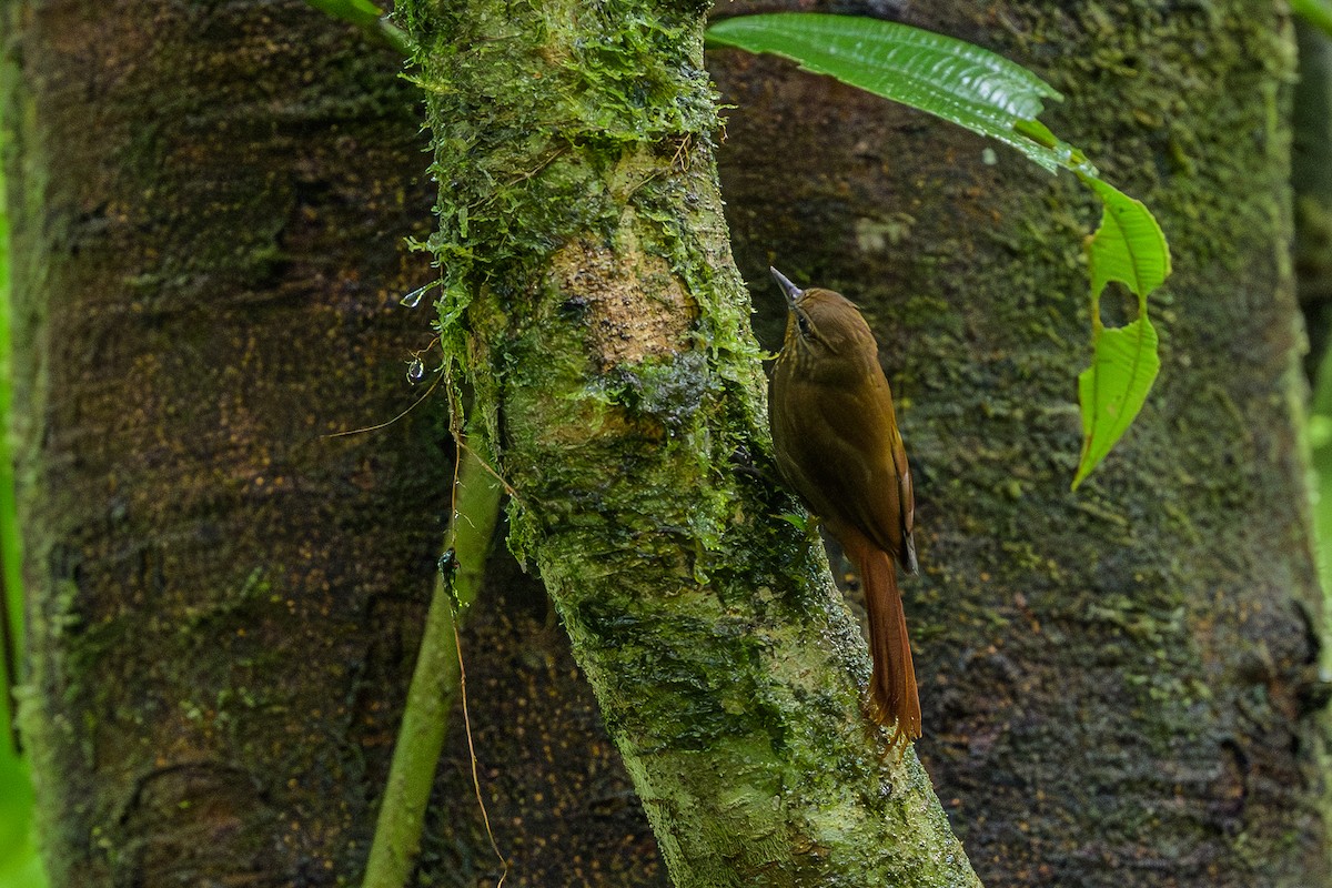 Wedge-billed Woodcreeper - ML647696081