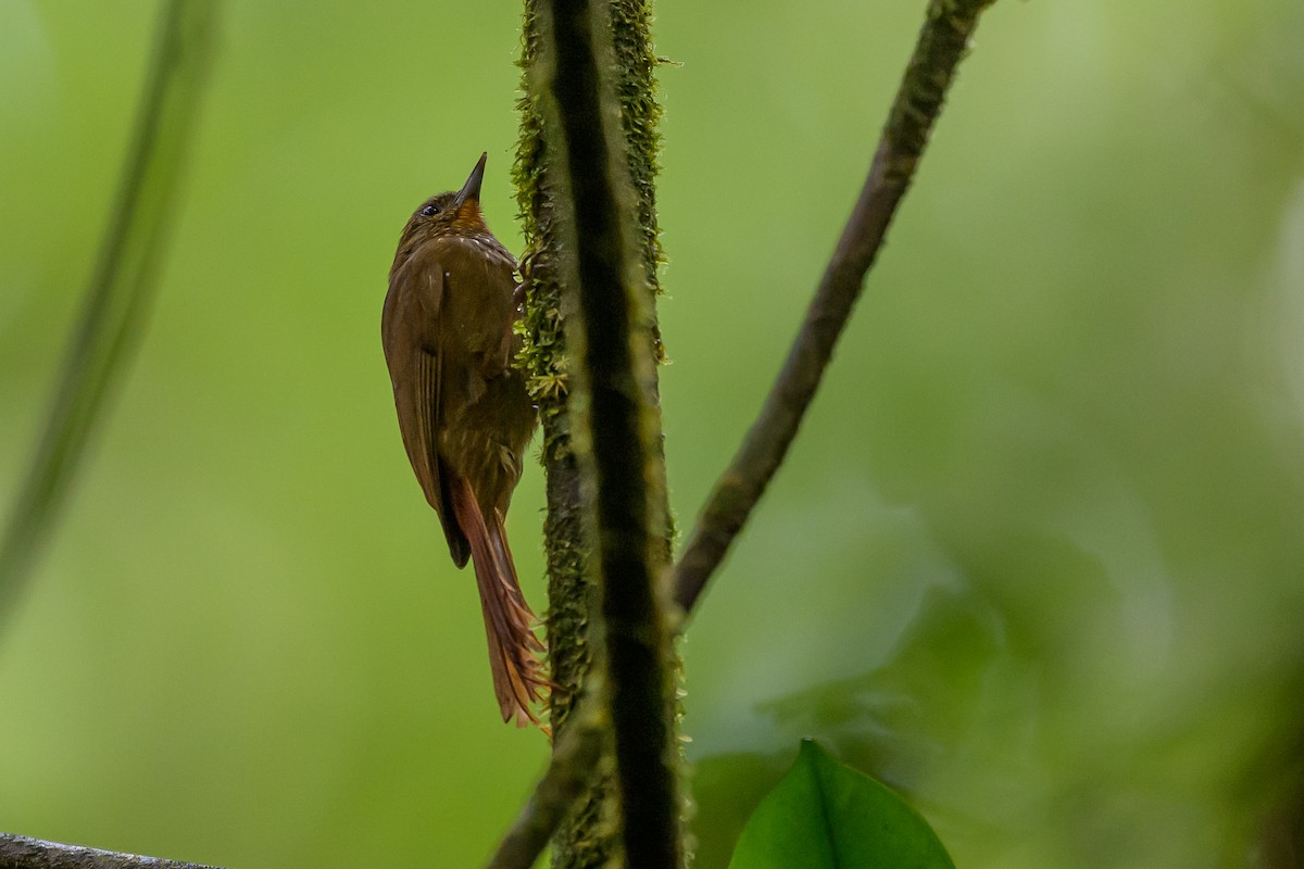 Wedge-billed Woodcreeper - ML647696083