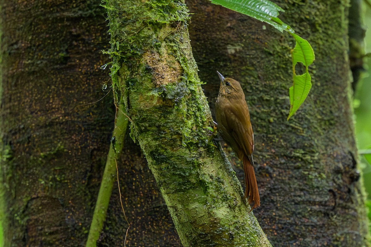 Wedge-billed Woodcreeper - ML647696084