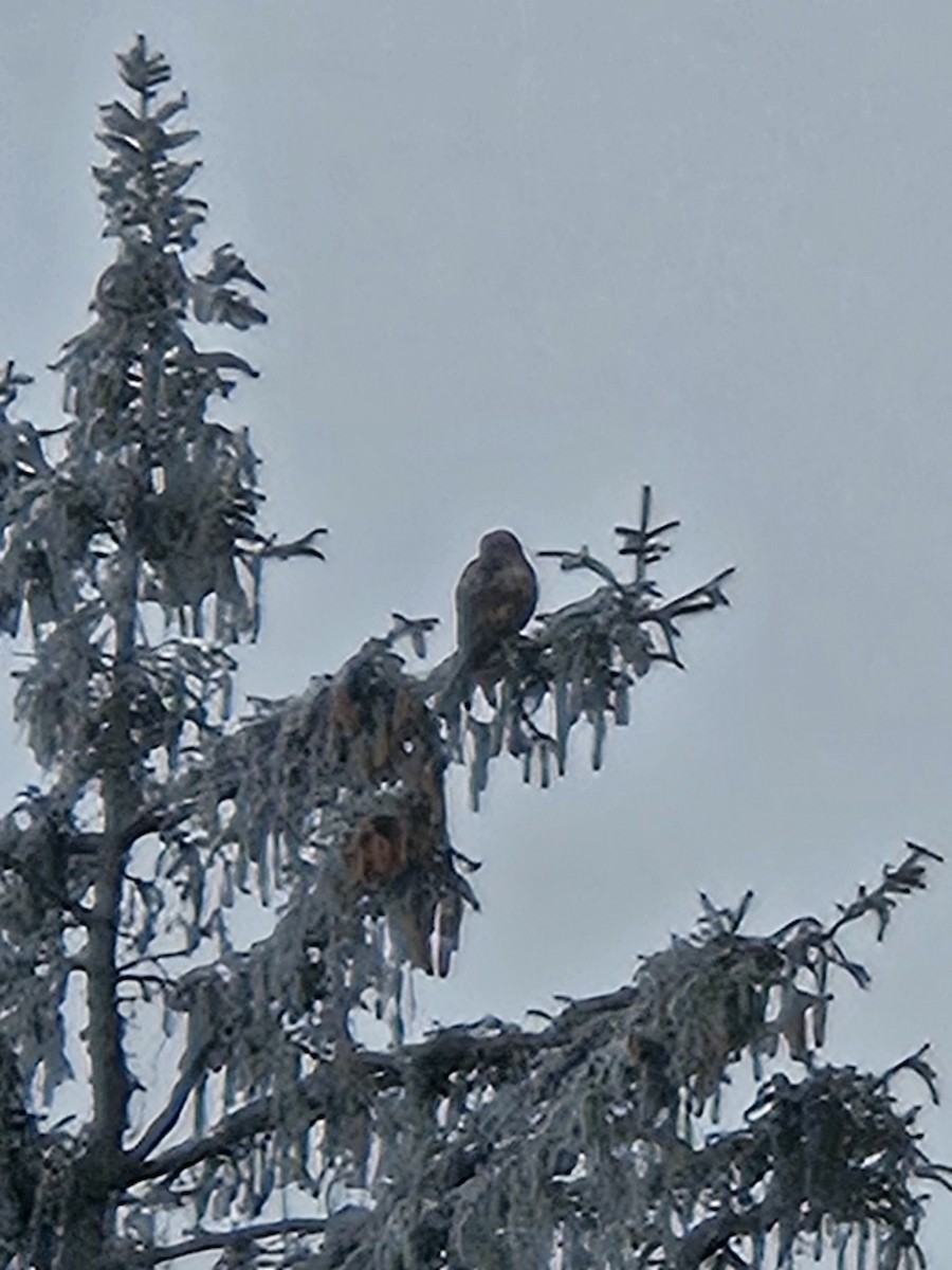 Red-tailed Hawk - ML647696086