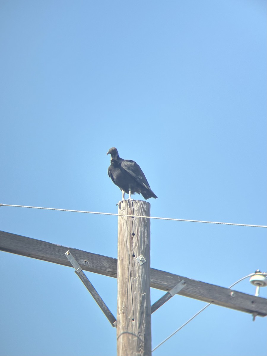 Black Vulture - ML647696087