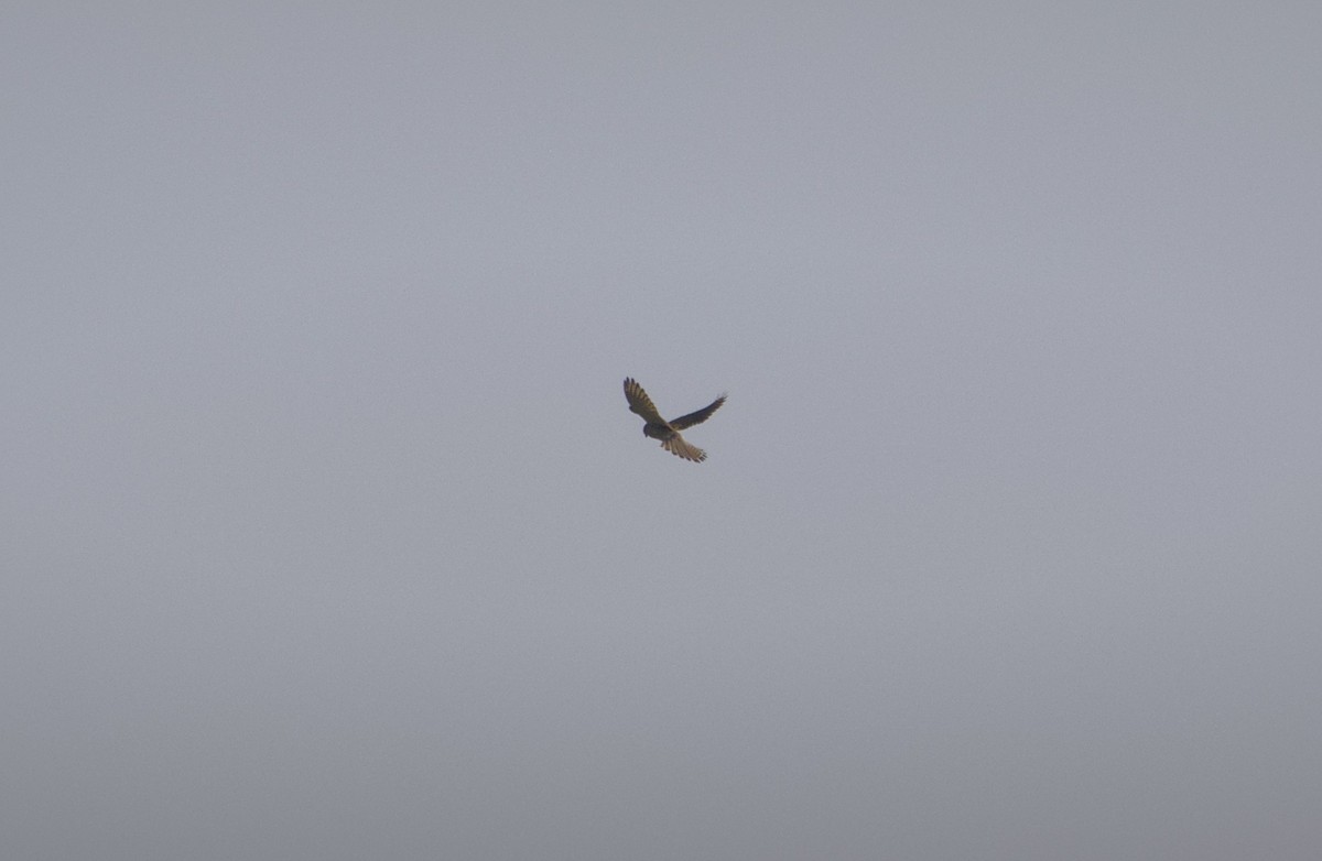 Eurasian Kestrel - ML647696089