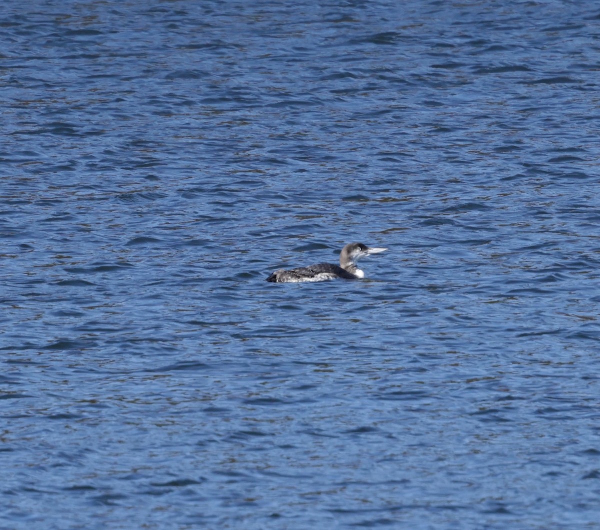 Common Loon - ML647696090