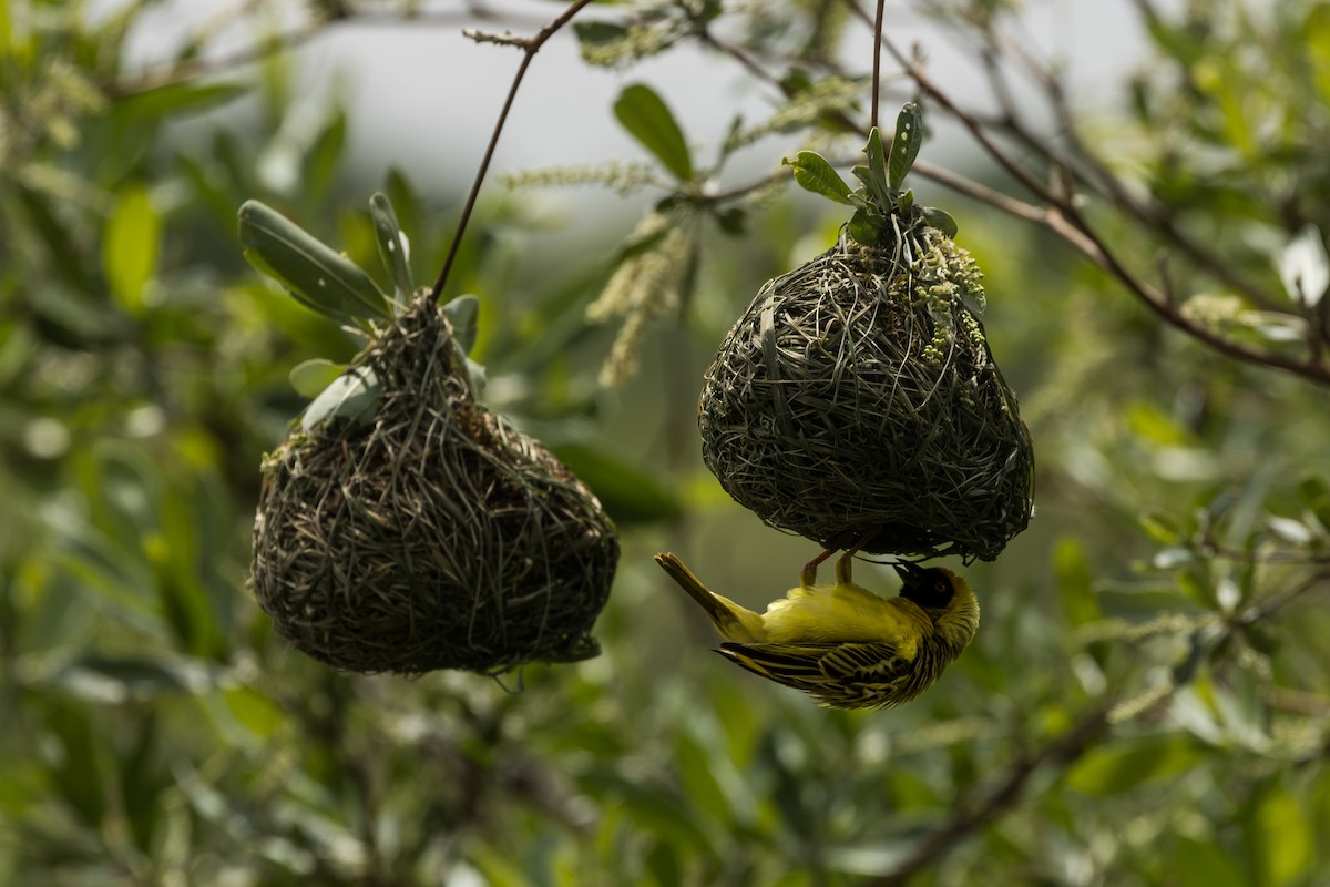 Southern Masked-Weaver - ML647696092