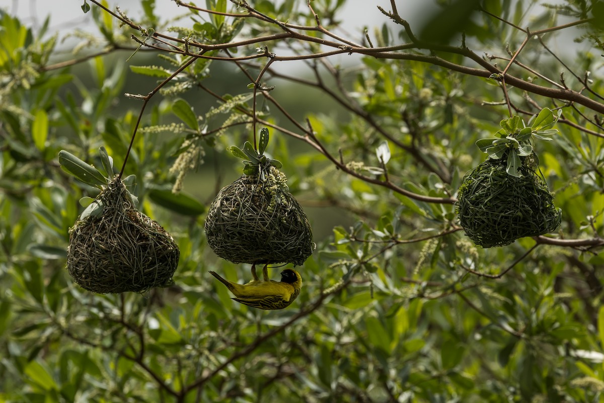 Southern Masked-Weaver - ML647696093