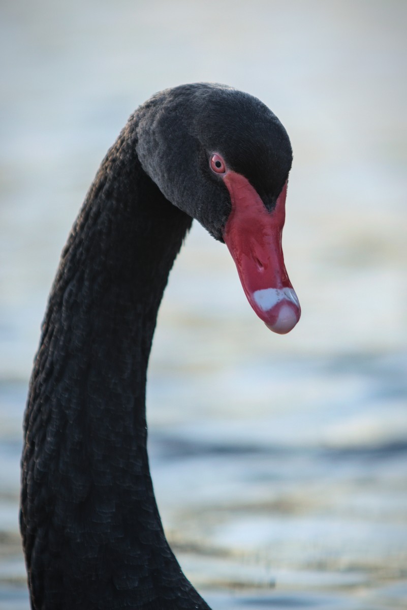 Black Swan - ML647696094