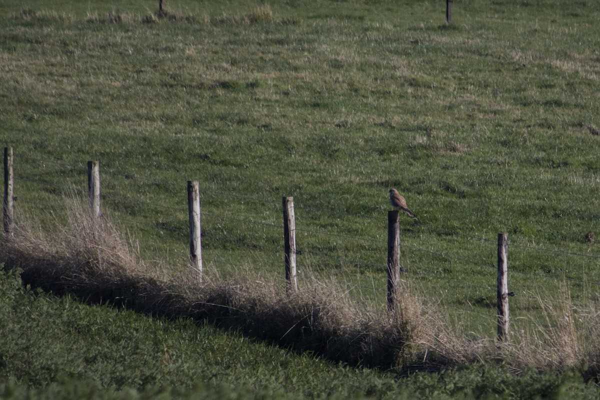 Eurasian Kestrel - ML647696095