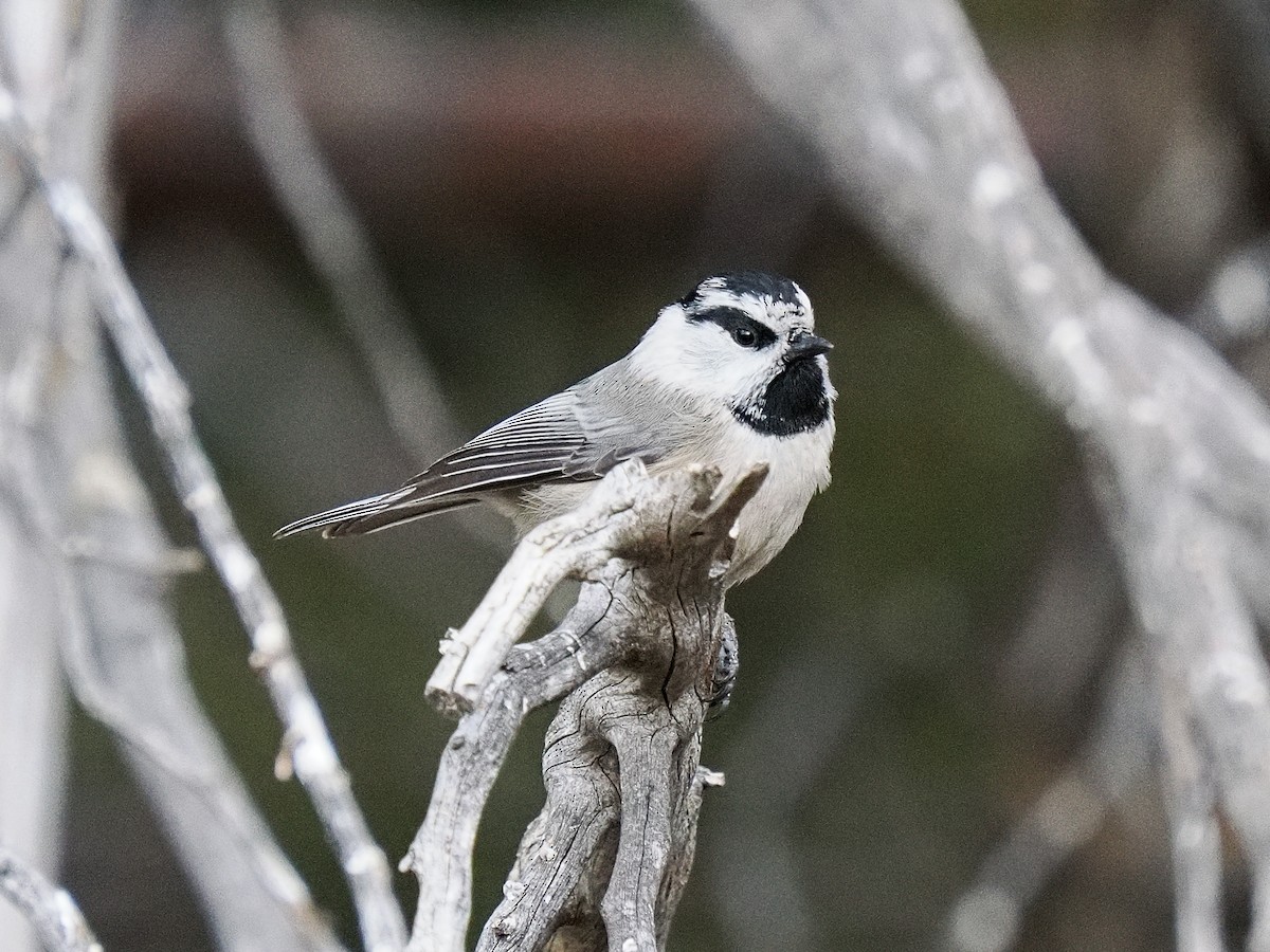 Mountain Chickadee - ML647696096
